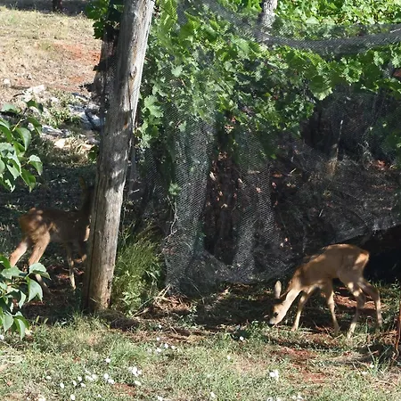 Apartamento Persic *